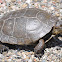 Northwestern Pond Turtle