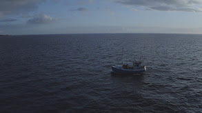 Eider Duck Hunting in Denmark thumbnail