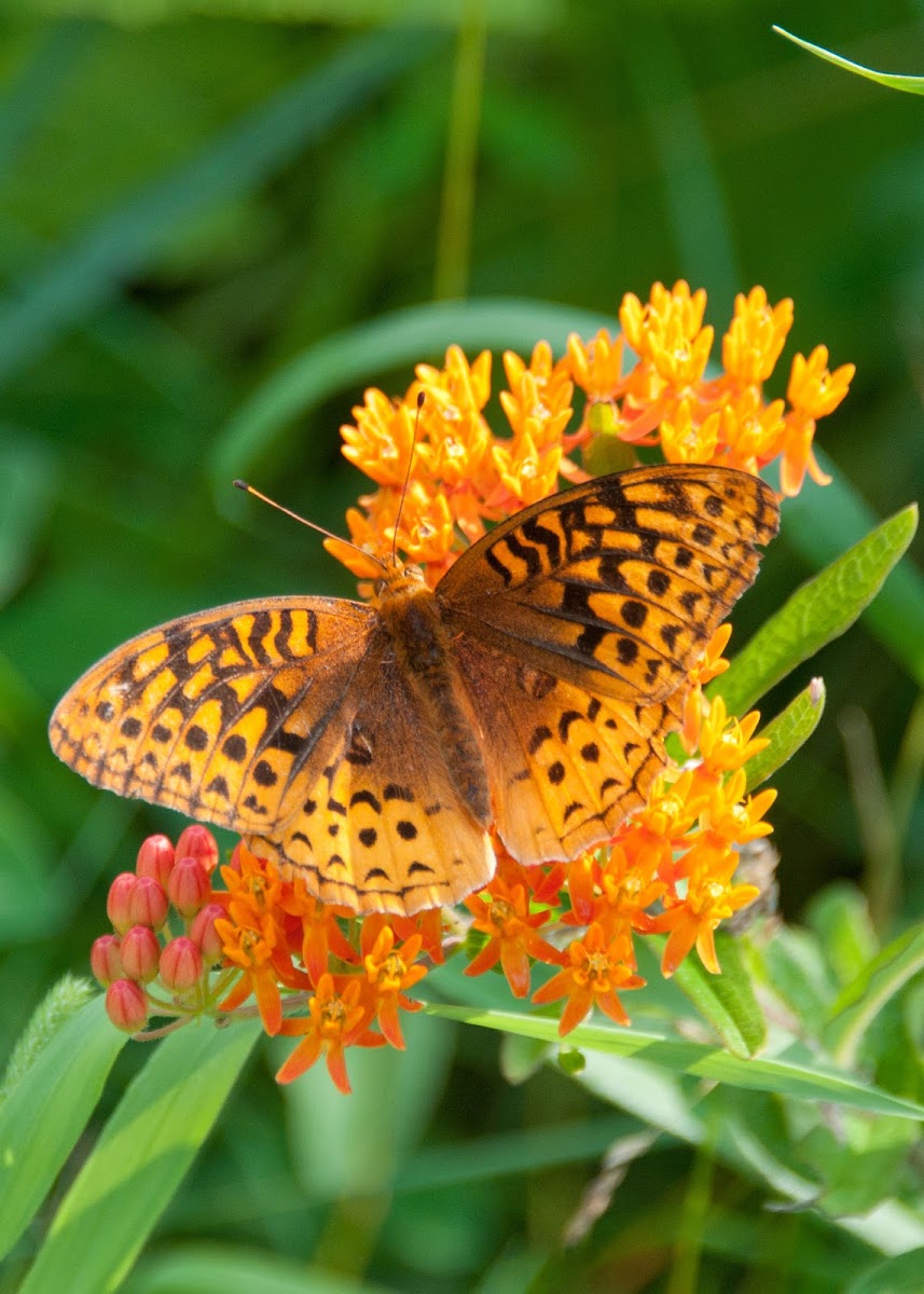 Great Spangled Fritillary