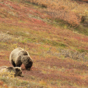 Two grizzly bears