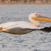 Great white pelican