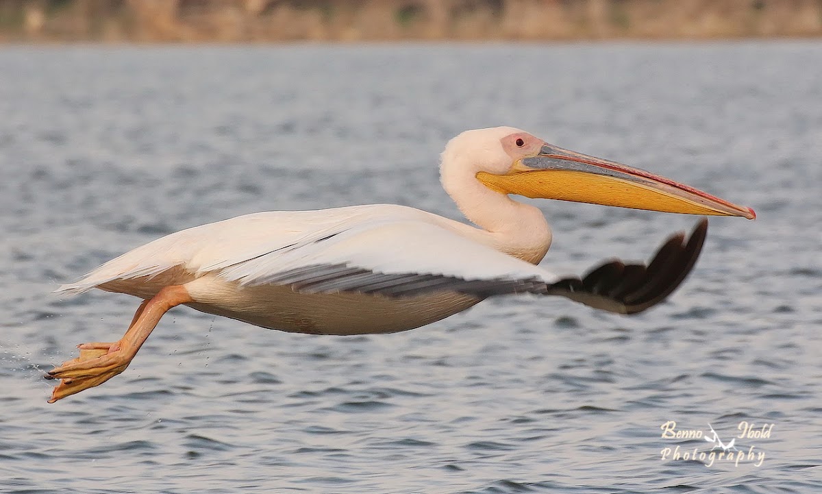 Great white pelican