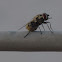 Housefly