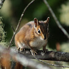 Townsend's chipmunk