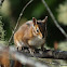 Townsend's chipmunk