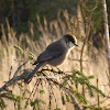 Canada Jay