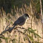 Canada Jay