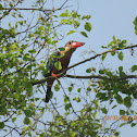 Stork-billed Kingfisher