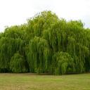 Green Drooping Leaves