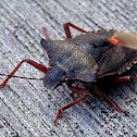 Red-legged Shieldbug