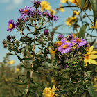 New England Aster