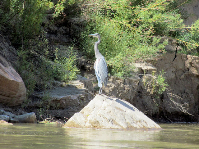 Blue heron