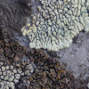 Cobblestone Lichen