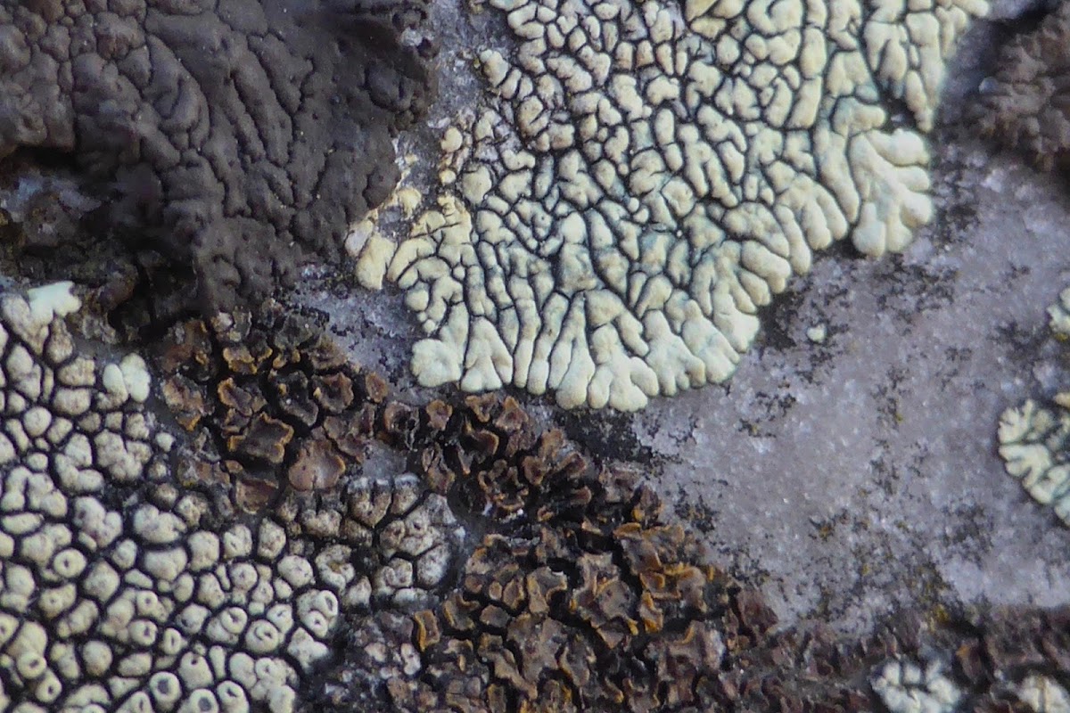 Cobblestone Lichen