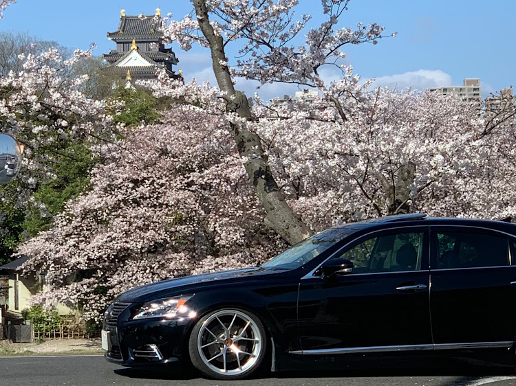 LSの岡山桜満開ですよー・RI-D・愛車に感謝・フォロワーさんに感謝・車高調整に関するカスタム事例の投稿画像1枚目