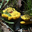 Dyer's Polypore