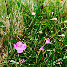 Slender Gerardia, Thin-leaved Agalinis