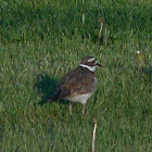 Killdeer