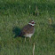 Killdeer