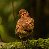 Ruddy quail-dove