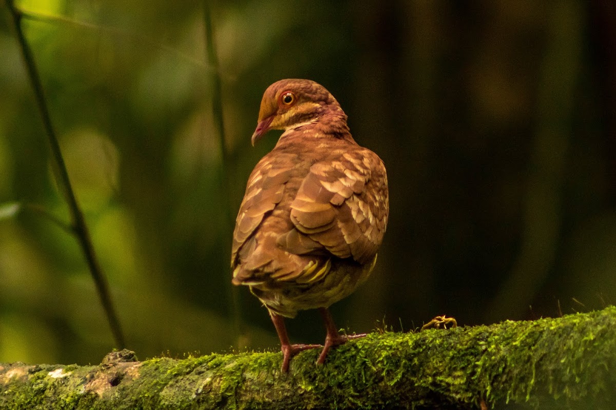 Ruddy quail-dove