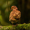 Ruddy quail-dove