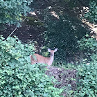 White-tailed Deer