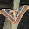 Atlas Moth