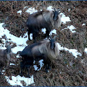 Himalayan Thar