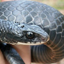 Northern Black Racer