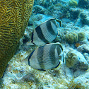 Banded butterflyfish