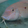 Cinnabar Goatfish