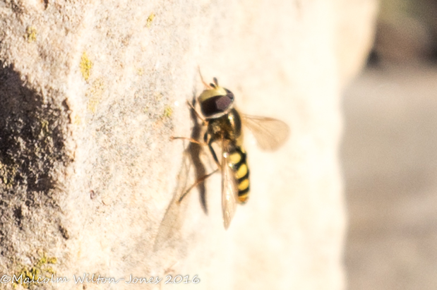 Migrant Hoverfly?