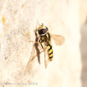 Migrant Hoverfly?