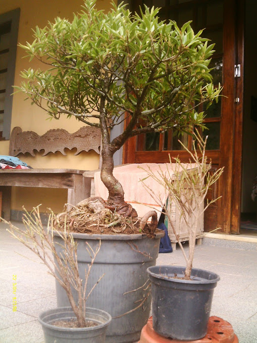 Ficus Nerifolia reprodução por brotações laterais... AwteQI65We_m4DGyfSZTHkMGR-8OjQwp0e5MRgsBhDiTEoj4mT3Wd6Iki_4NaT84knFn0mobeGl-a7x6Kj-Zvoz26SIW7uQfPyA-IFLhGZNmX7N70l3rKtr5BjJjTPYfMZJUxIHbFuM1k2mhFioR0vkRsH37_v2c8SxQlOIZSXMlZnkG-j2EhxBDcEZOocHLbl9EIdFiRdraEHhqzU7z9o6cdQ9eY84gnQ3fP4-sREEUoCqeFCVv2_Qt6CN5BphB4hoLJwZNF0acnGEluQgPjbCpBmWE9mNkV-i1xh1KiCAcdHqeLrZwEf6OSreS6FKoTDH4JLQziabQSMdNzZeBhrOt5cEAJqCq9SRY_f7TwdkgjtahcxDGhTgxmDOuELQ1Vj2k3pJFxx3P_IuSkl6n4XZ-KlkKquqFvhvh2OWfhmirSnu0kUh0SHCBmEfRj_mPnHif94F60r27I-cMJGk9YBIsREQyOjvujA_KWacZJQFFiJ9iCLwEM24n7JSE2d_T9XQDVbegAyFtUn0XzUuZQA4V68HPAUJOeElKZY7OJlw1QIrD9FNP29remd2TwddhldSXs4_L_JK0Eq_sxs0KiNWUGIo2FRsGr-ISYm5dRxc=w509-h678-no