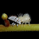 Treehopper Nymph