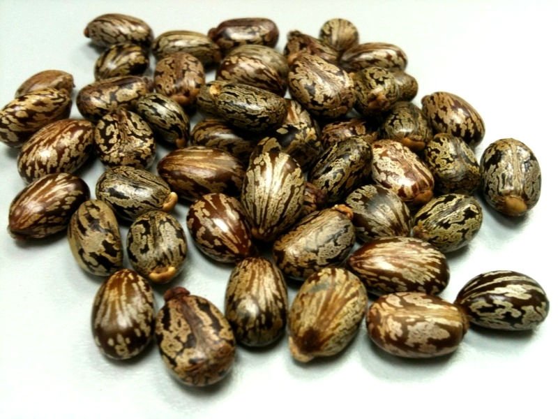 Castor-seed-bean