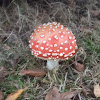 Fly agaric