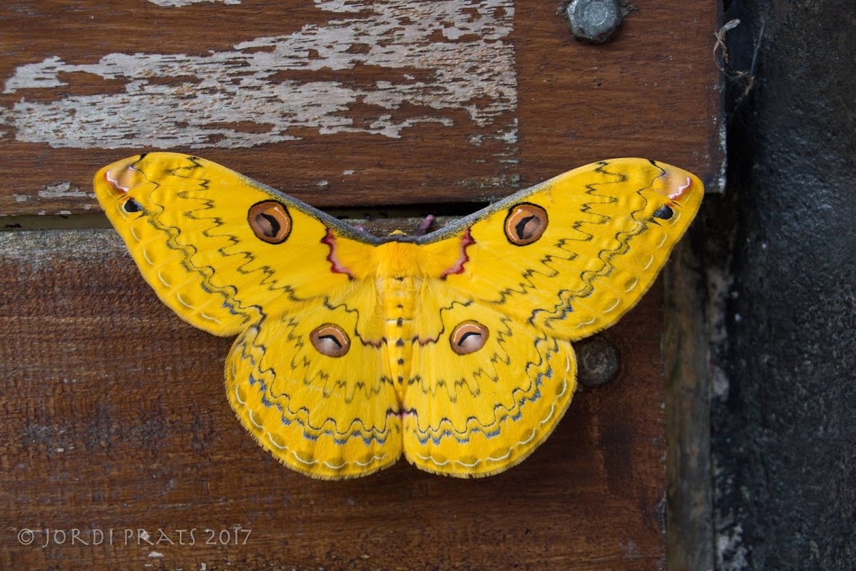 Golden Emperor Moth