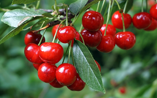 Cherry tree with lots of fruit screenshot 1