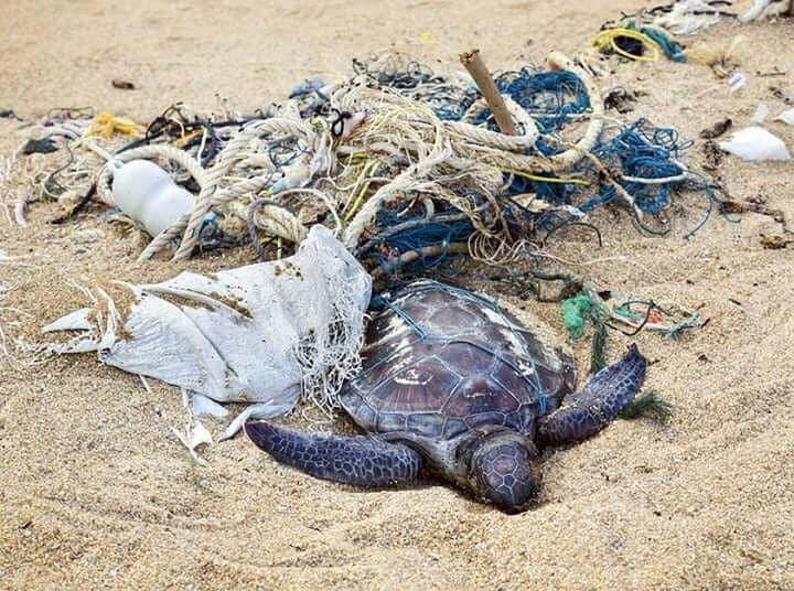 A turtle trapped in plastic bags on a beach in Lamu.