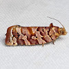 Jack Pine Tube Moth