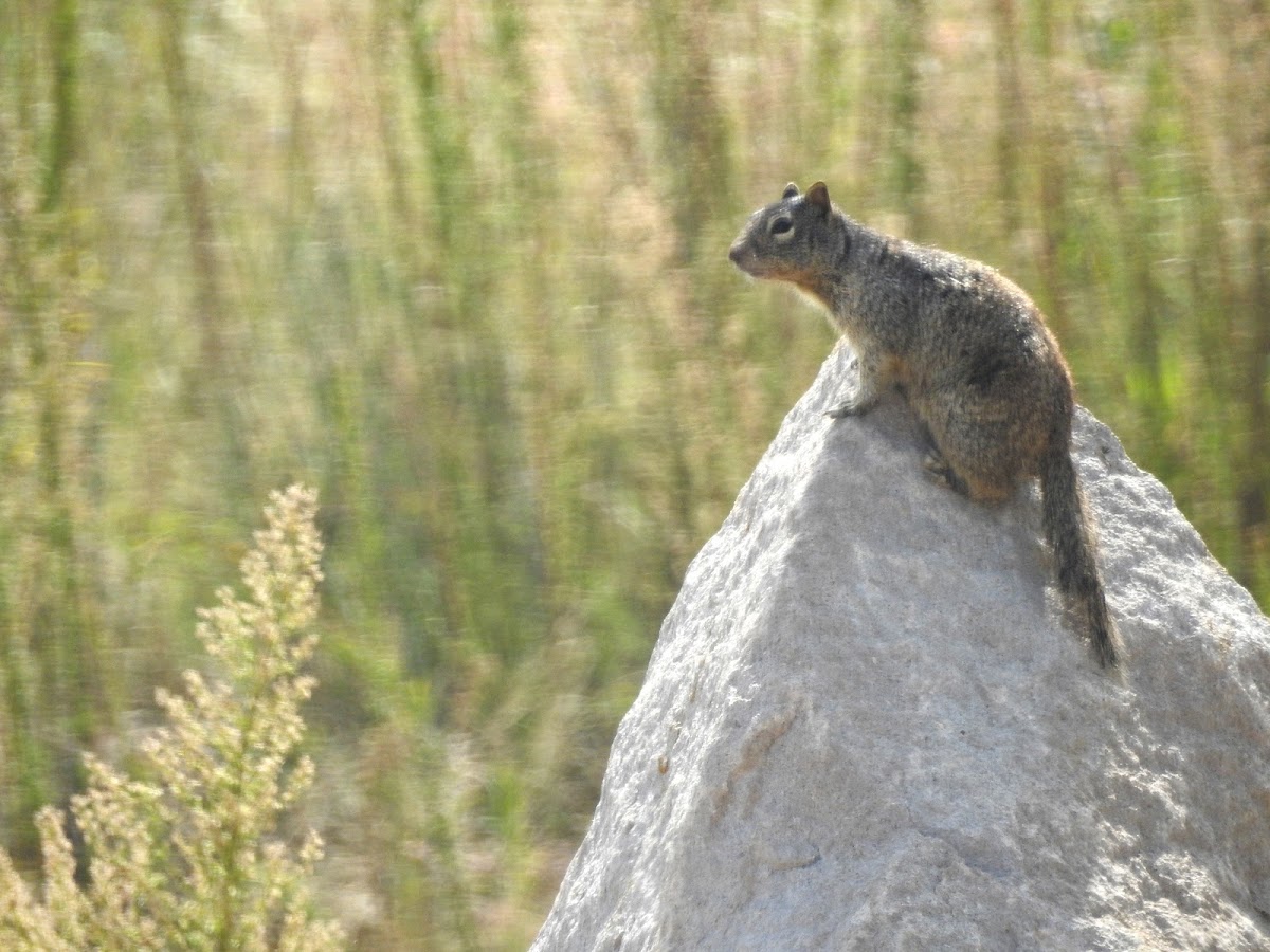 Rock Squirrel