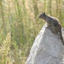 Rock Squirrel