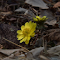 Item logo image for Blooming Yellow Flowers