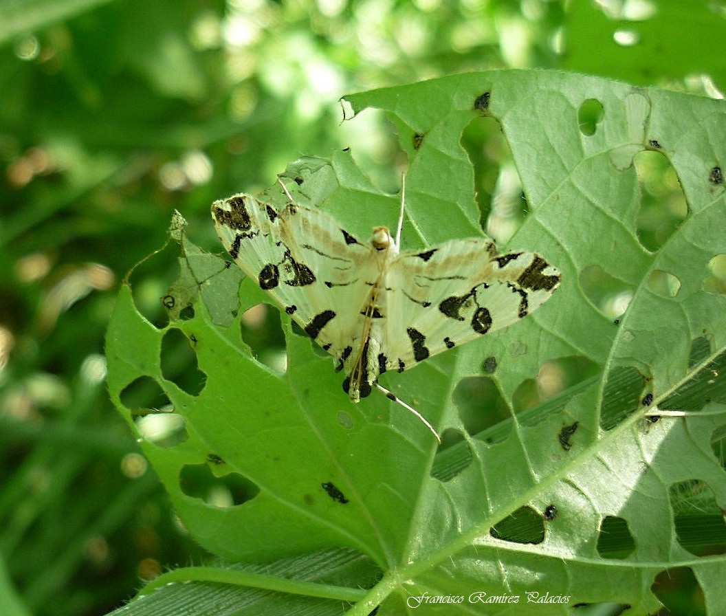 Blush Conchylodes Moth