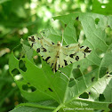 Blush Conchylodes Moth