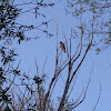 Swainson's Hawk