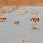 White Wagtail