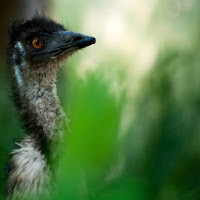 Emu di 